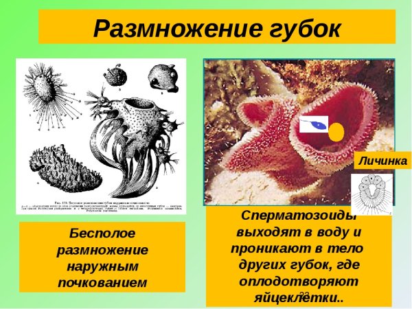 Известковые губки строение