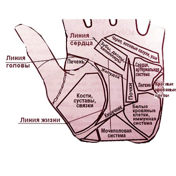 Обозначение линий на руке