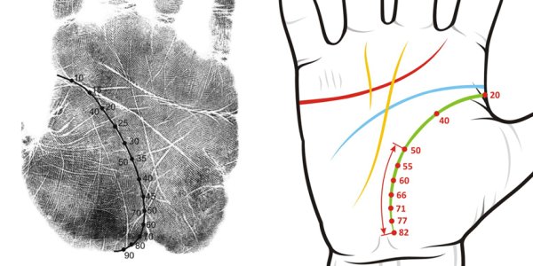 Линия жизни Датировка хиромантия
