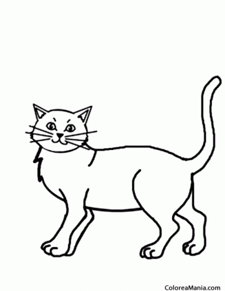 Стоящая кошка рисунок