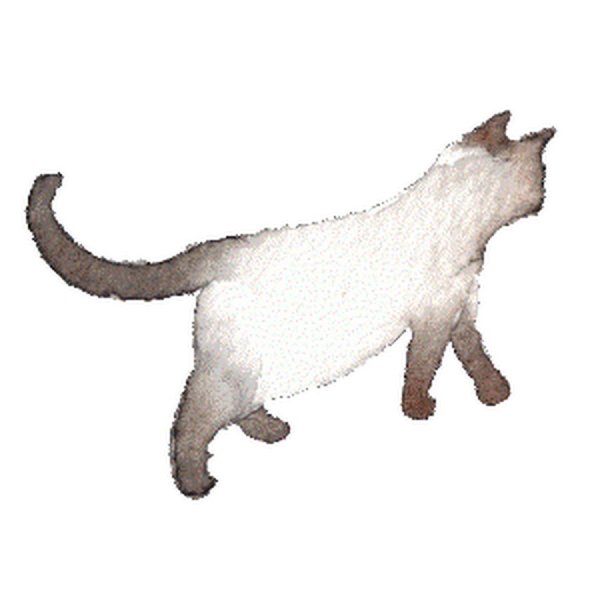 Анимированные кошки на прозрачном фоне