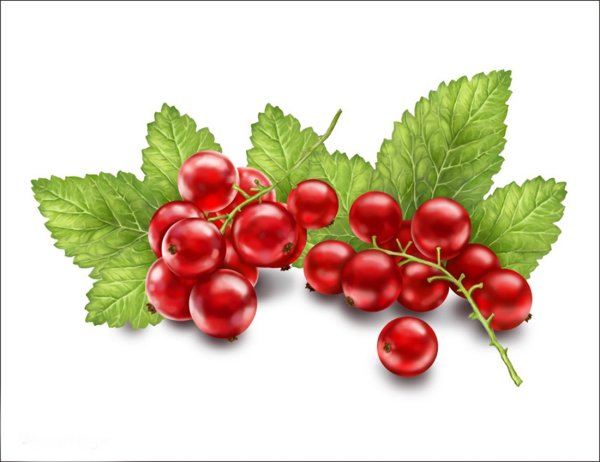 Красная смородина вектор