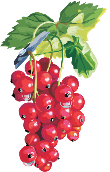 Смородина для детей