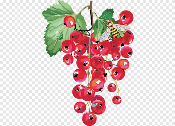 Ягоды смородины на прозрачном фоне