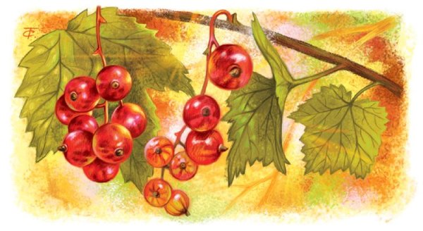 Смородина акварель