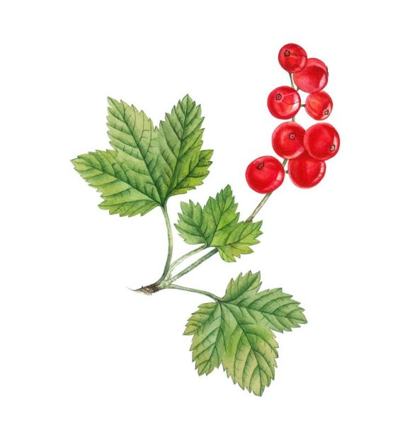 Ветки красной смородины для рисования
