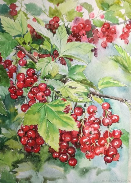 Смородина акварель