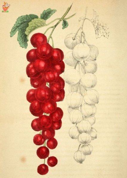 Зарисовки ягод в цвете