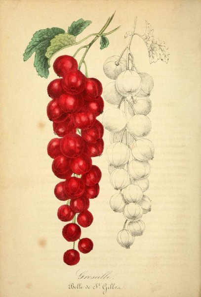 Красная смородина Ботаническая иллюстрация