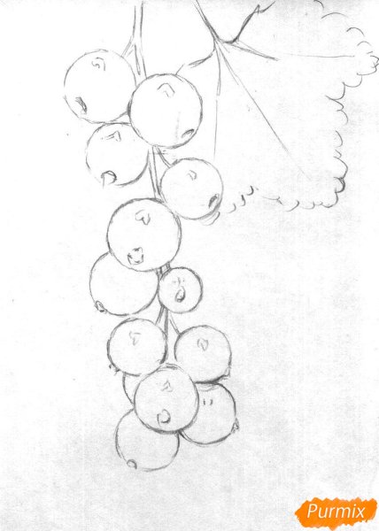 Смородина раскраска