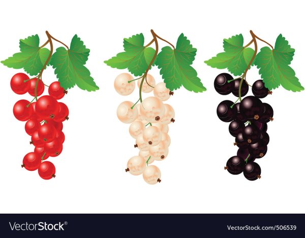 Смородина вектор