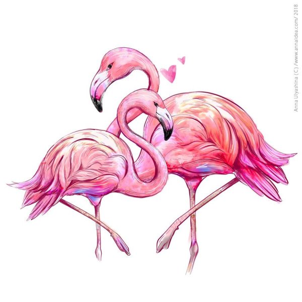 Фламинго иллюстрация