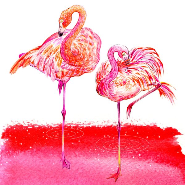 Фламинго для детей