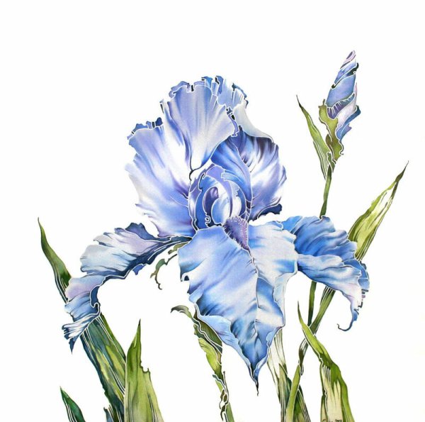 Акварель голубой Ирис