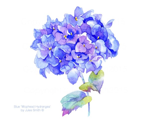 Темно синие цветы акварель