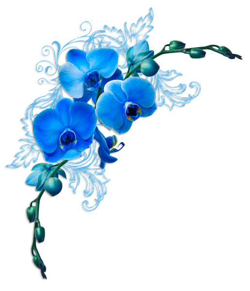 Синие цветы на прозрачном фоне
