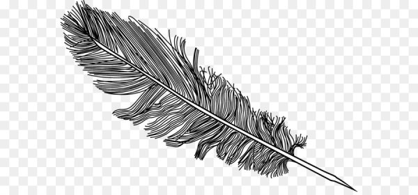 Перо птицы без фона