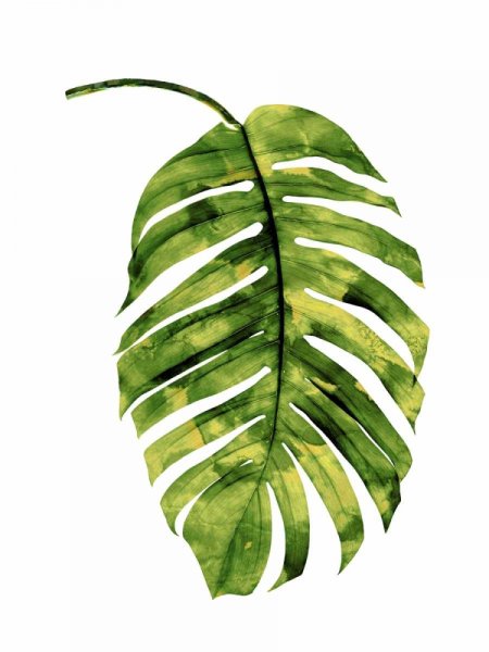 Тропические листья