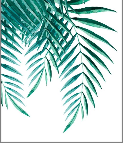 Листья пальмы Графика