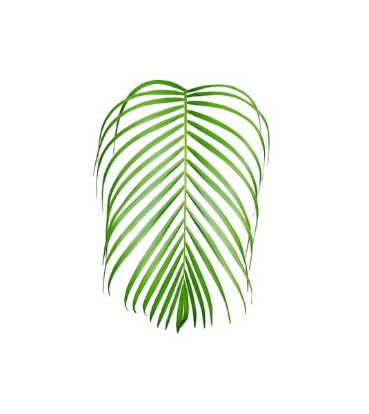 Пальмовая ветвь пальмовых ветвей