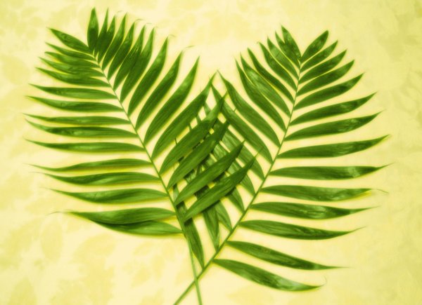 Пальмовый лист прозрачный