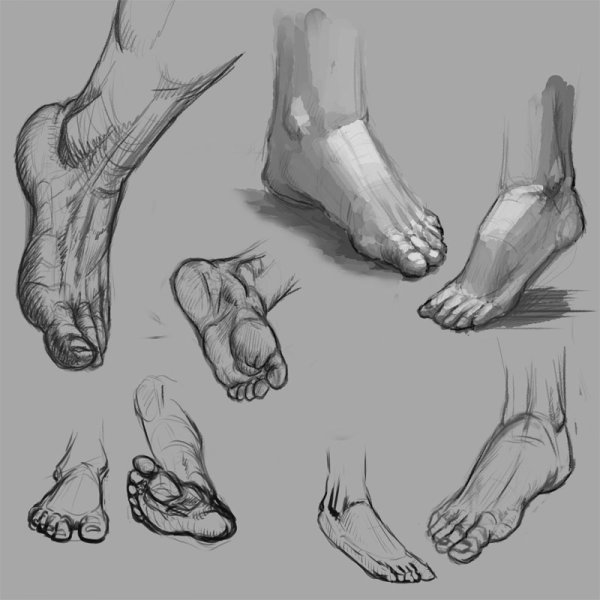 Стопа референс анатомия