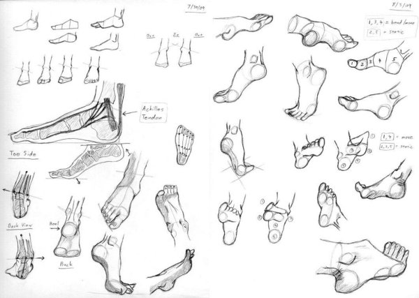 Стопа в разных ракурсах
