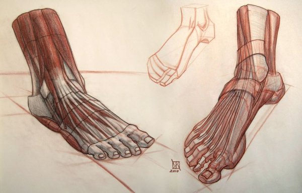 Стопа референс анатомия