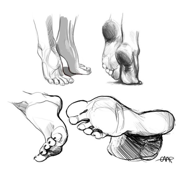 Стопа сбоку референс