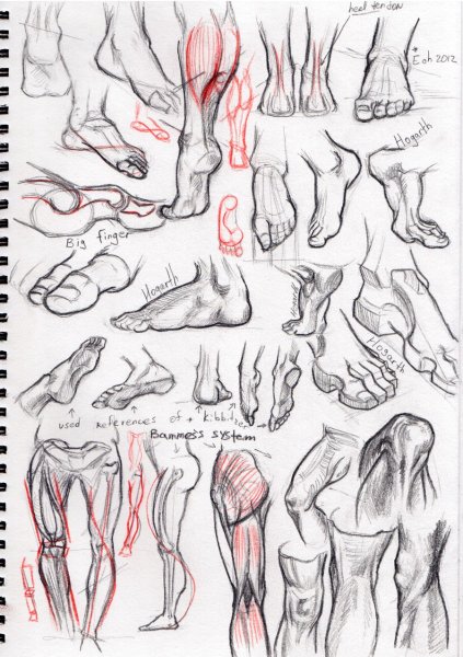 Анатомия ступни для рисования