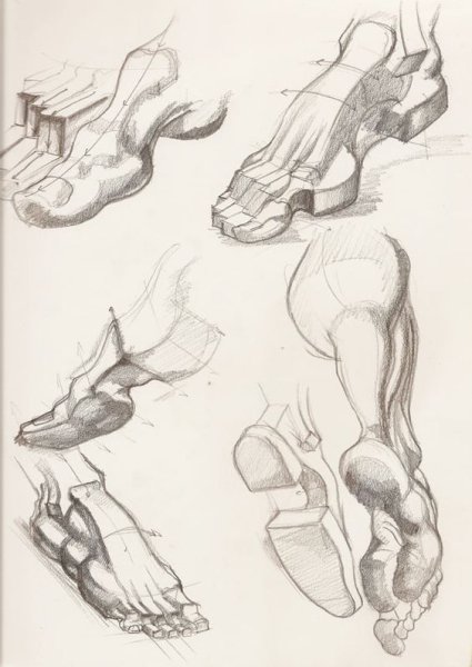 Анатомия Баммеса стопа