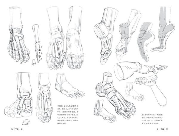Стопа человека спереди с костями рисунок Академический