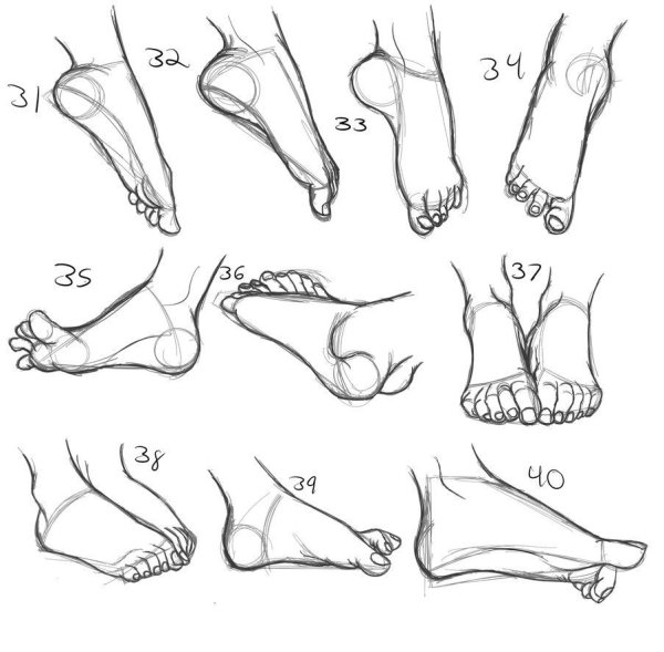 Анатомия стопы для рисования