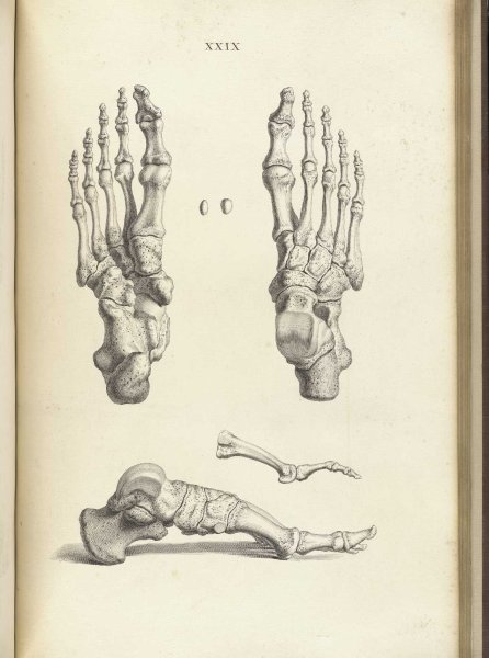 Кости стопы пластическая анатомия