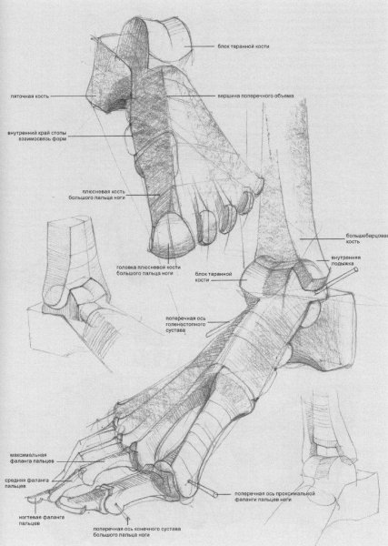Кости стопы Баммес