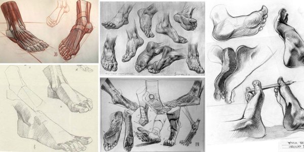 Стопа референс анатомия