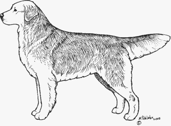 Собака сбоку