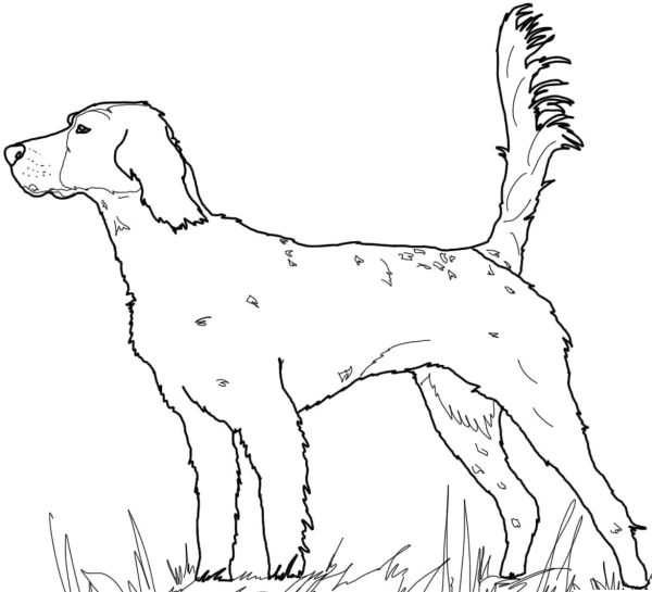 Доберман лайн