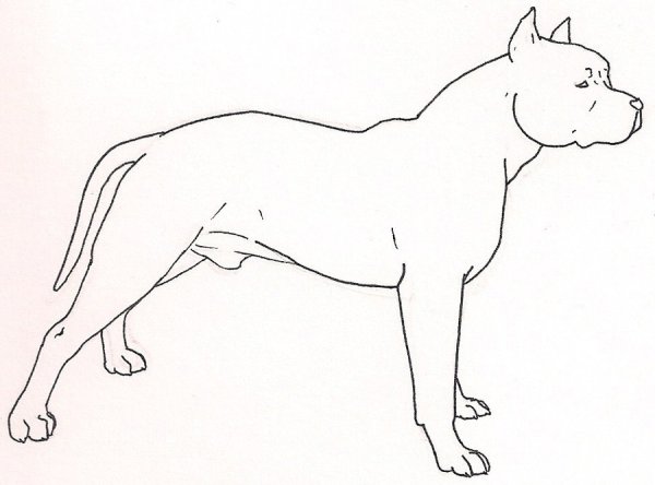 Датский дог и чихуахуа