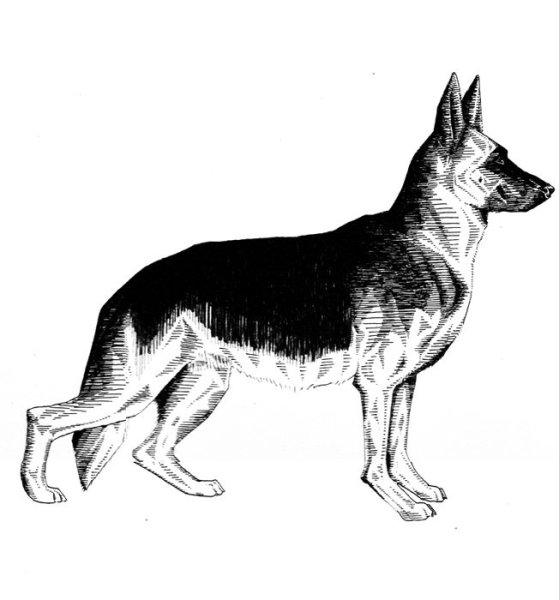 Нарисовать собаку с боку