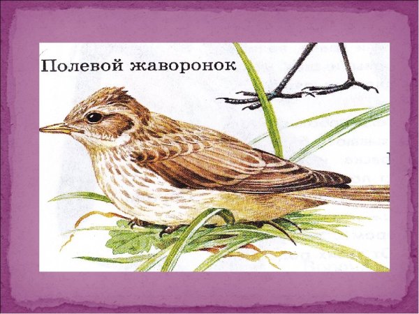 Иллюстрация в картинках Жаворонок