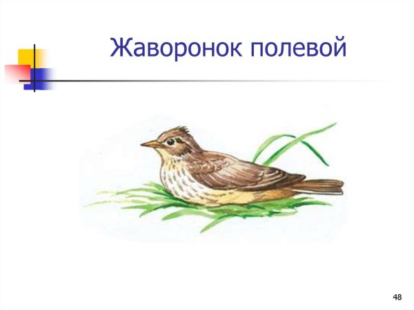 Полевой Жаворонок