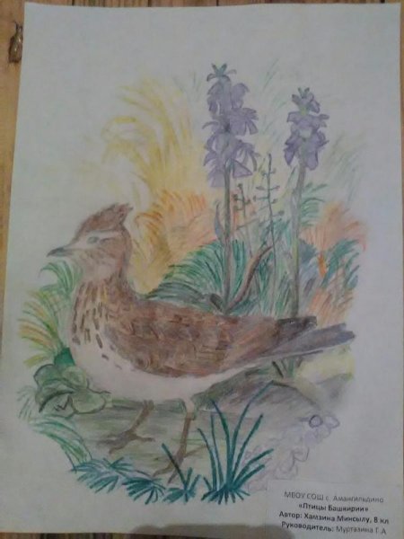 Жаворонок в Башкирии