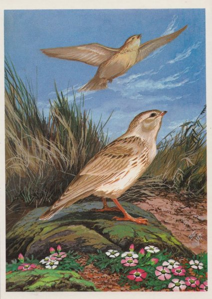 Рисунок к рассказу Жаворонок