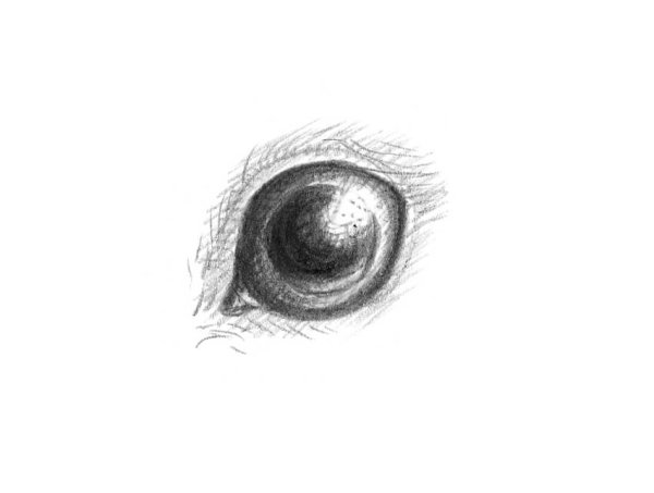 Заячий глаз рисовать