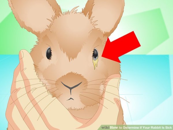 Глаза кролика нарисовать