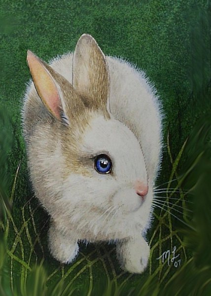 Голубоглазый кролик