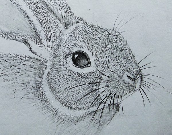 Кролик рисунок сложный