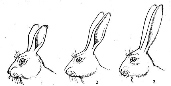 Заяц Русак строение головы
