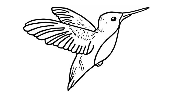 Колибри раскраска